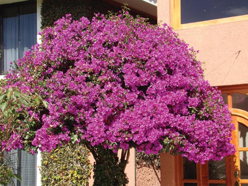 Hotel Arrecife De Coral San Cristobal de las Casas Luaran gambar